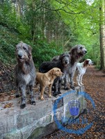 The Wolf Hounds (and other doggos) of Ashford Castle