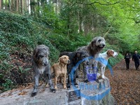 The Hounds of Ashford Castle
